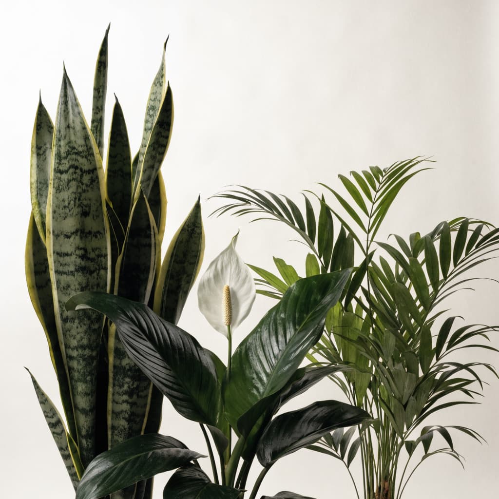 Air-Purifying Set