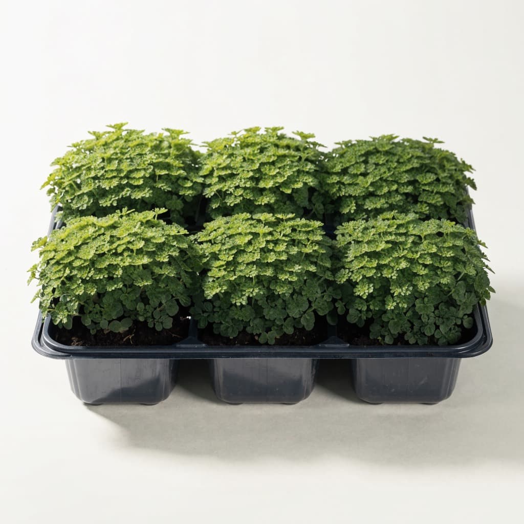 Alternanthera Green Tray — 6 Plants