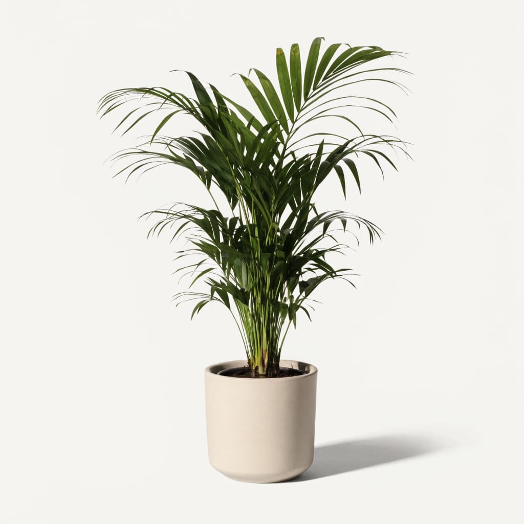 Areca Palm