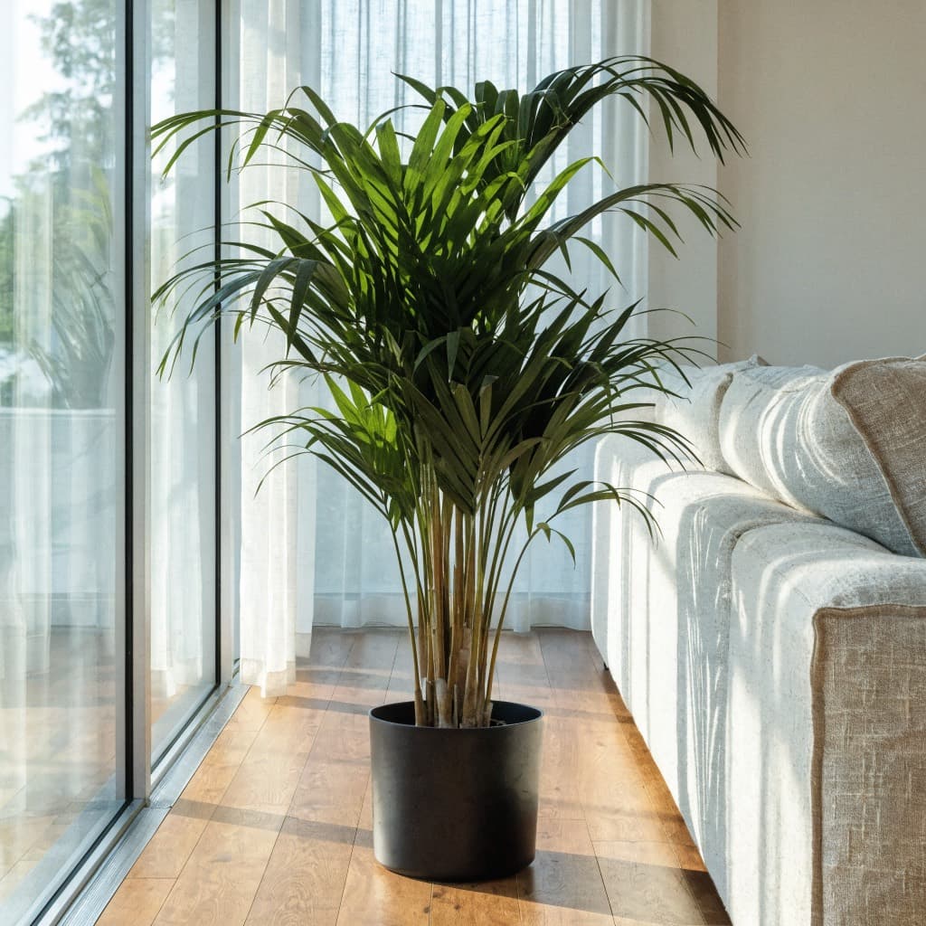 Areca Palm styled in a warm UAE home