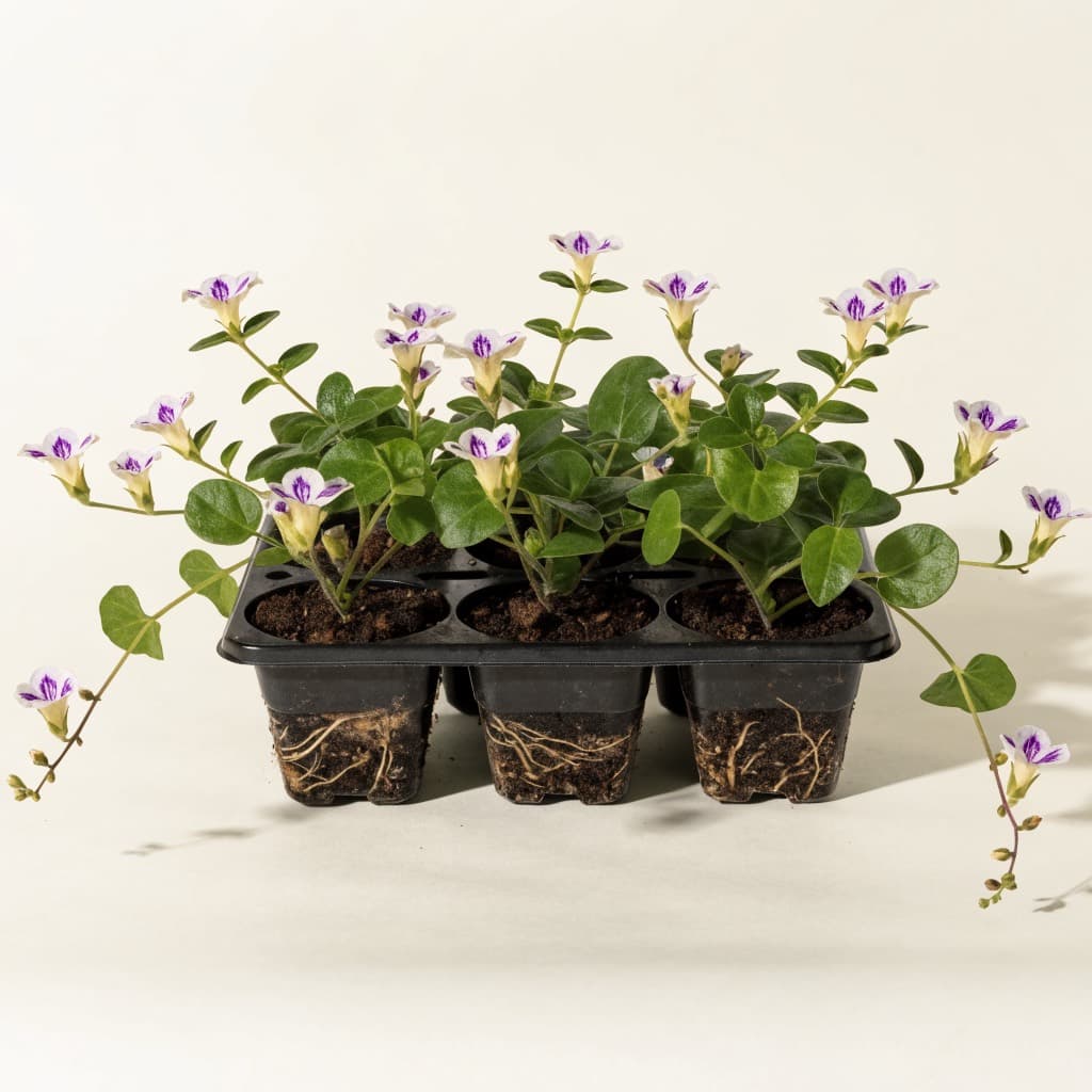 Chinese Violet (Asystasia) Tray — 6 Plants
