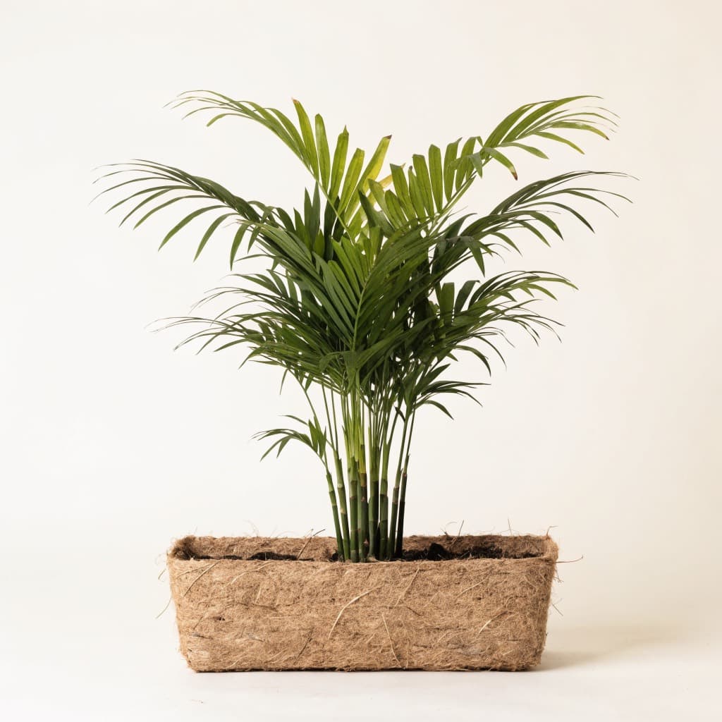 Bamboo Palm - Privacy Rectangle