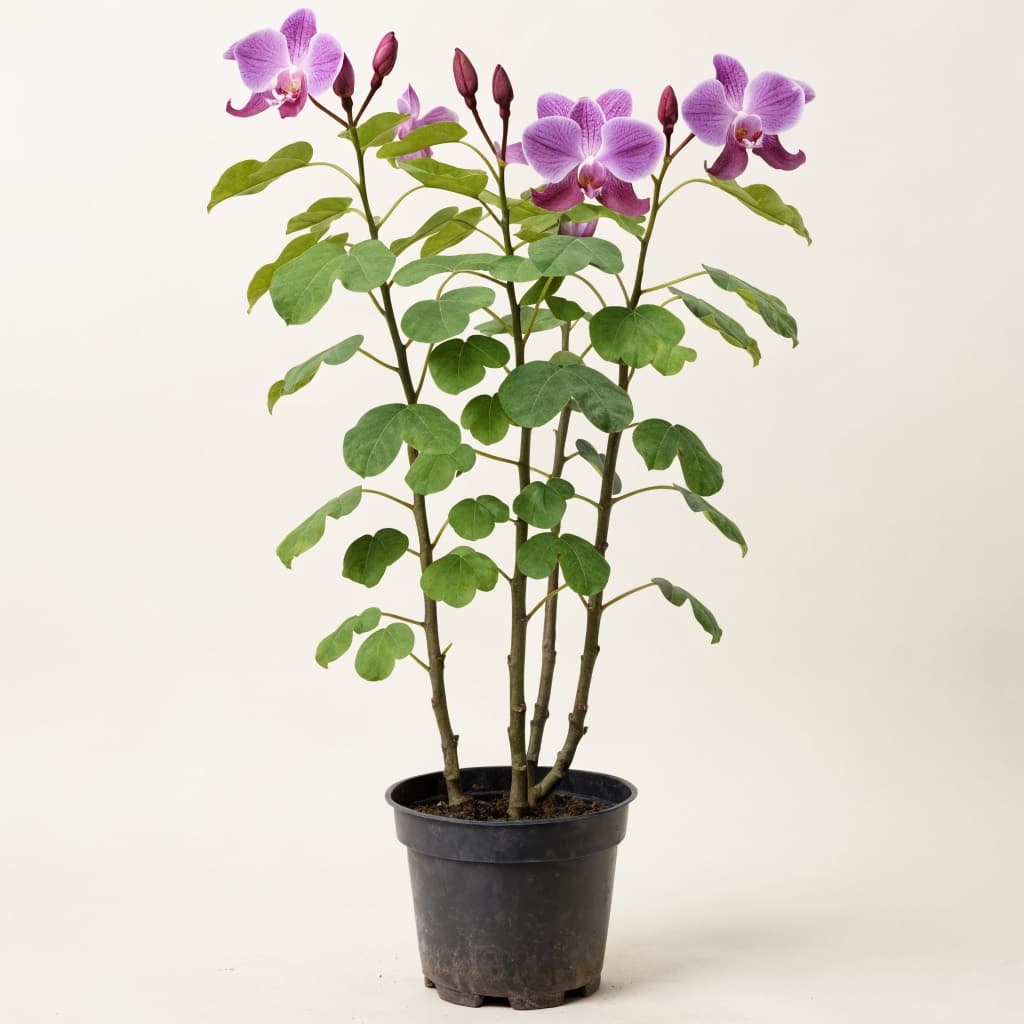 Hong Kong Orchid Tree (Bauhinia)