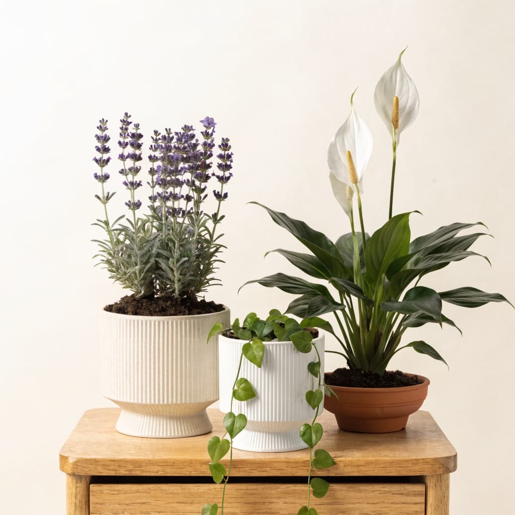 Bedroom Calm Set