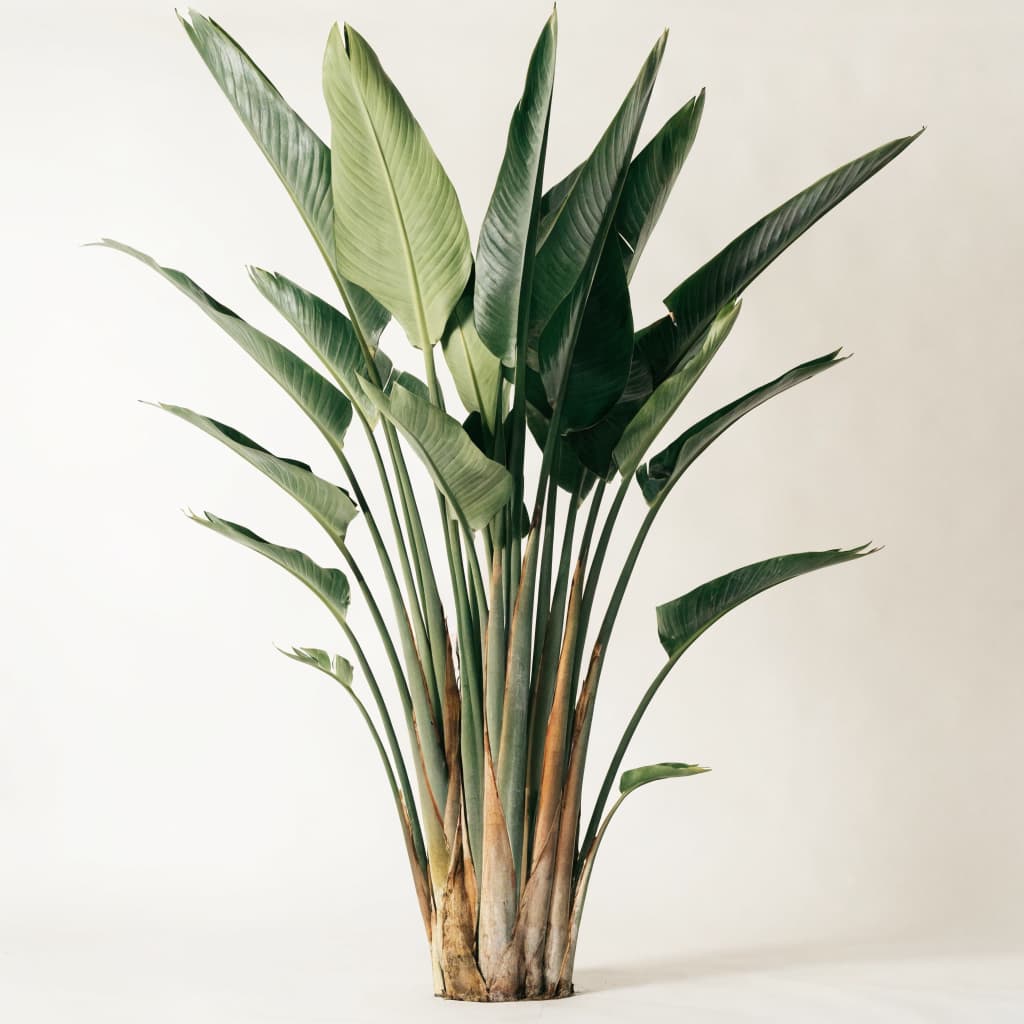 Bird of Paradise - Large