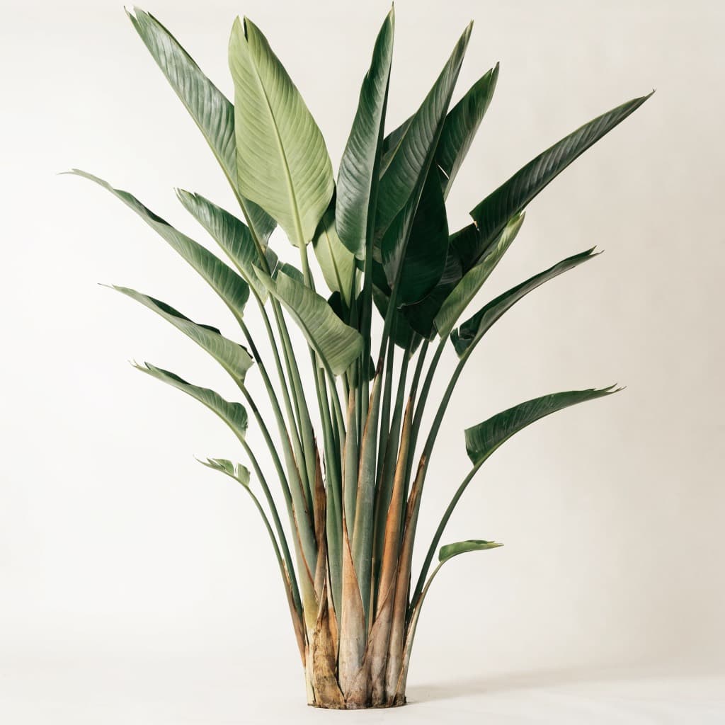Bird of Paradise - Large