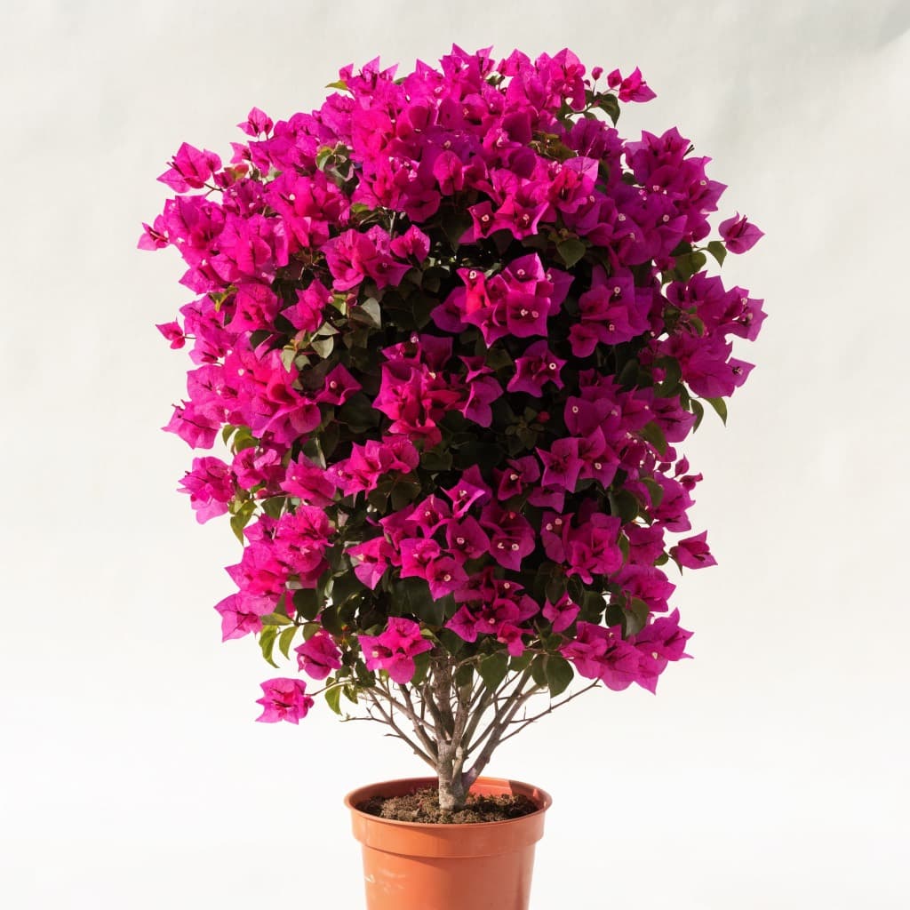 شجيرة الجهنمية (Bougainvillea spectabilis) في أصيص 25 سم