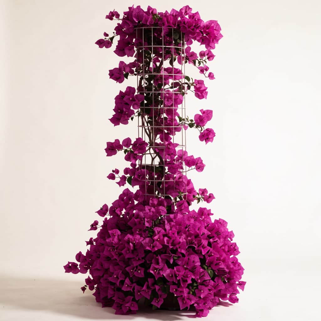 Bougainvillea Pillar — 180cm