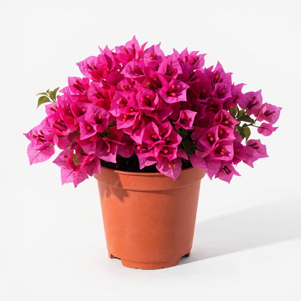 Bougainvillea 'Pink Pixie'