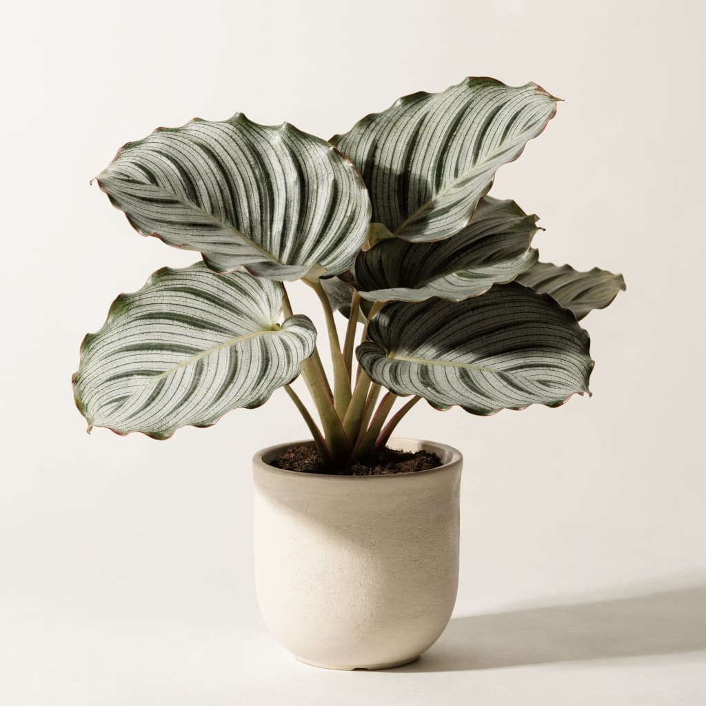 Calathea Orbifolia