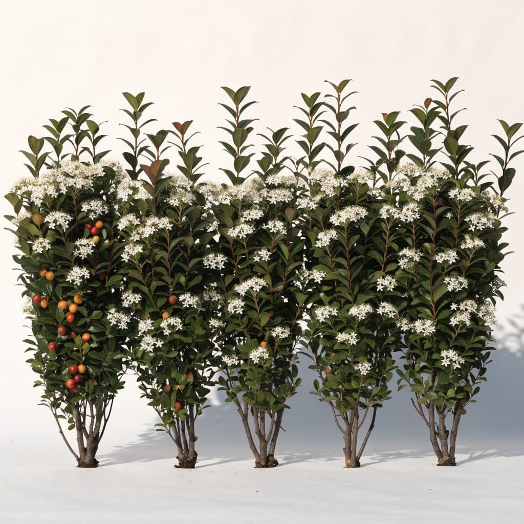 Carissa (Natal Plum) Hedge — 5 Plants