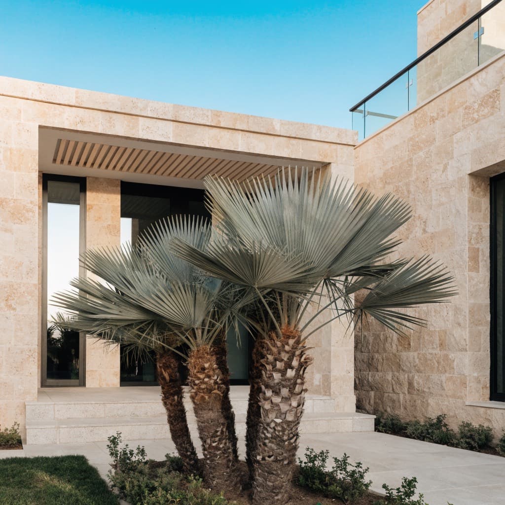 Mediterranean Fan Palm — Multi-Trunk styled in a warm UAE home