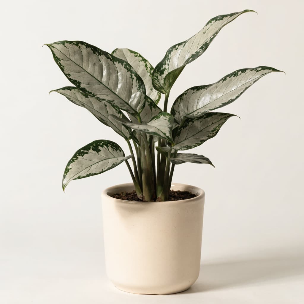 Chinese Evergreen