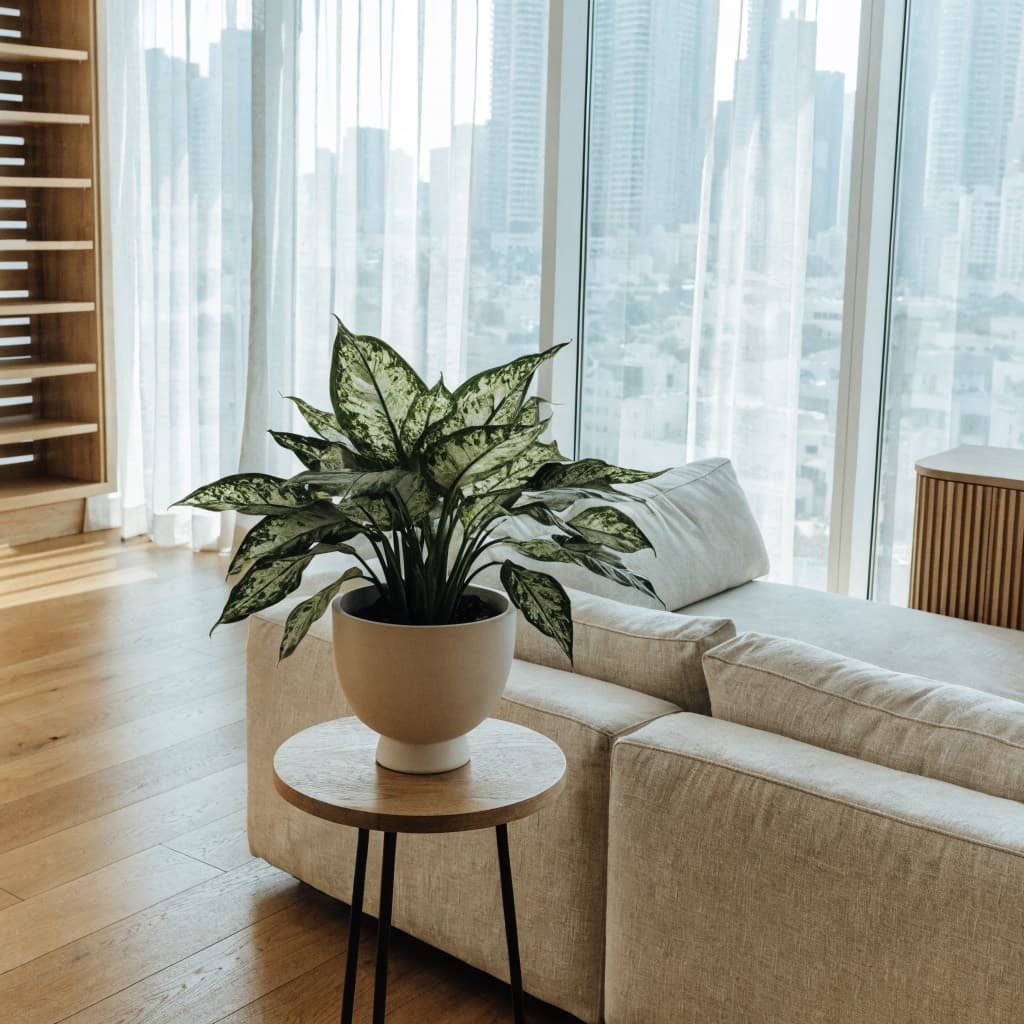 Chinese Evergreen styled in a warm UAE home