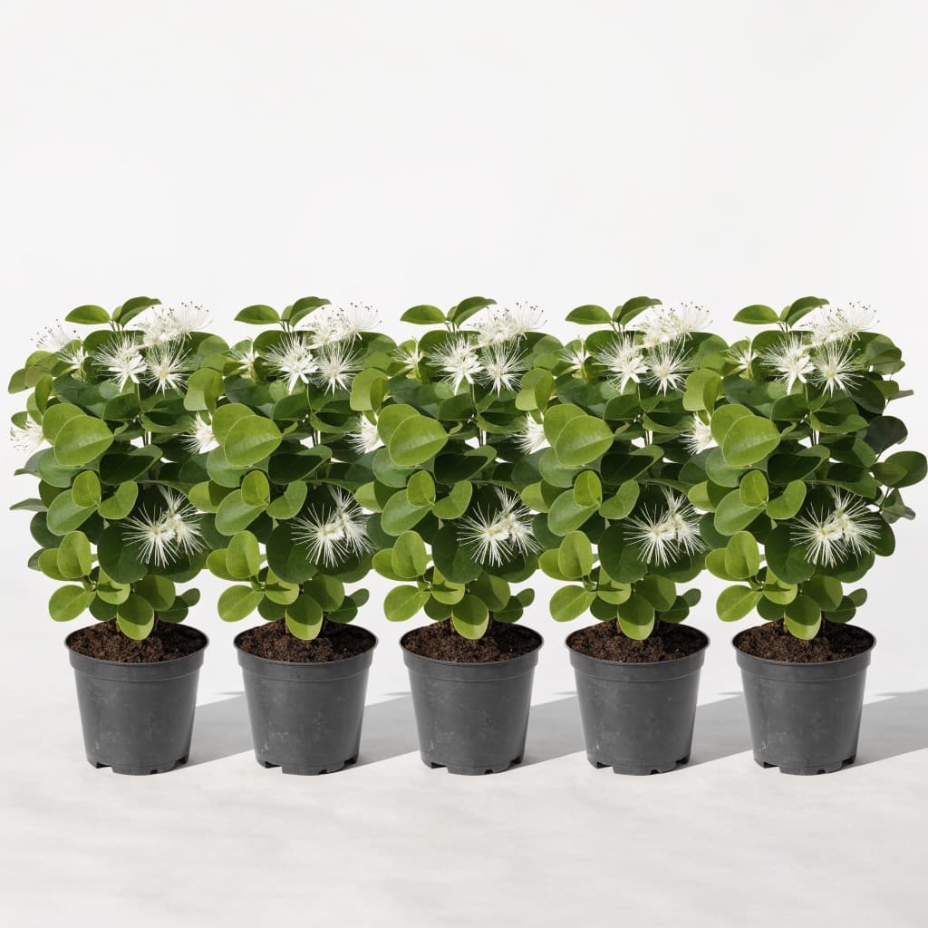 Wild Jasmine Hedge (Clerodendrum) — 5 Plants