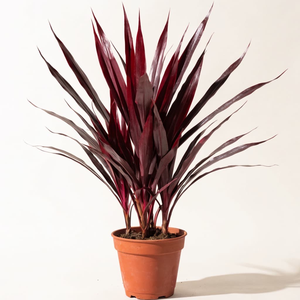 Cordyline Red (Ti Plant)