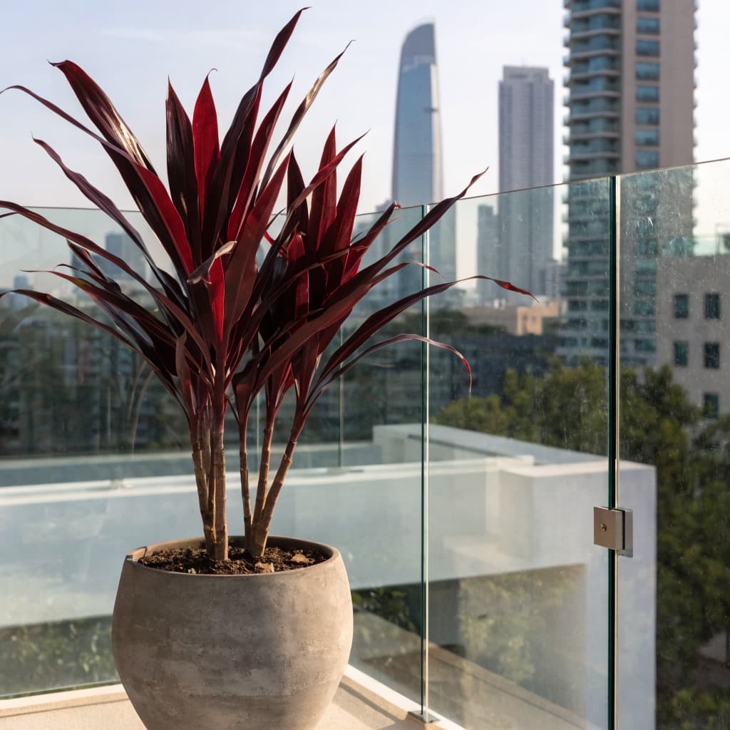 Cordyline Red (Ti Plant) styled in a warm UAE home