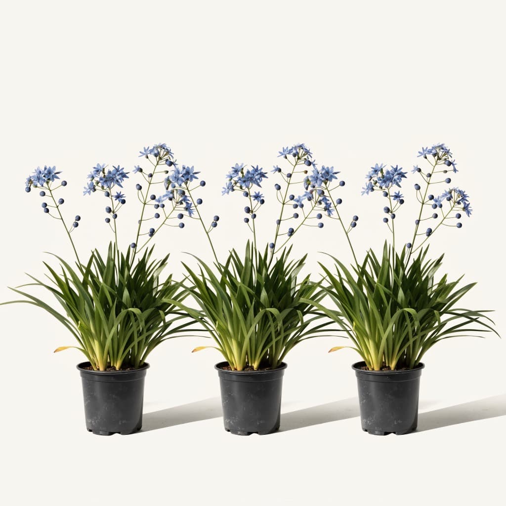 Flax Lily (Dianella) — 3 Plants