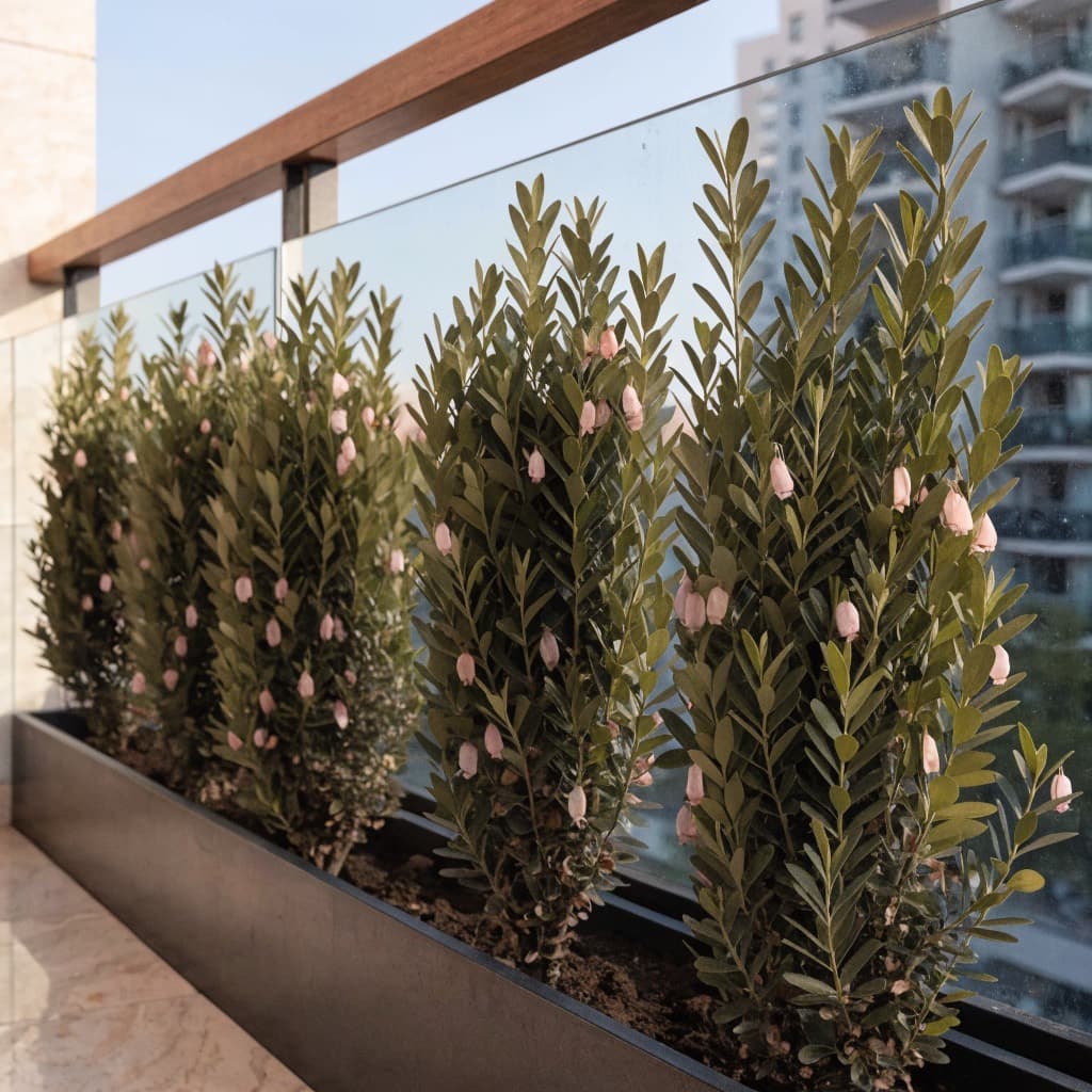 Hopbush Hedge (Dodonaea viscosa) — 5 Plants styled in a warm UAE home