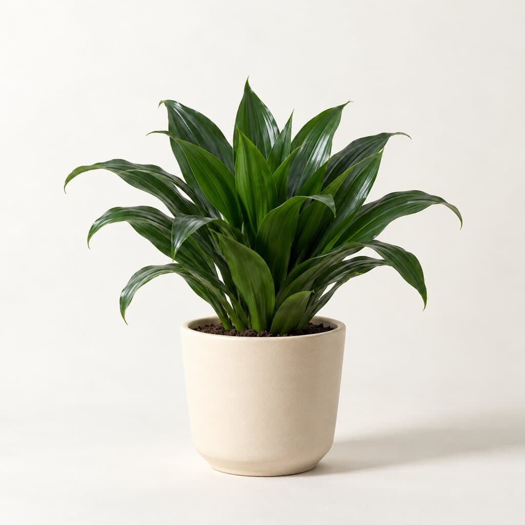 Dracaena Compacta (Dracaena fragrans 'Compacta') in a 16cm pot — delivered across Dubai and the UAE