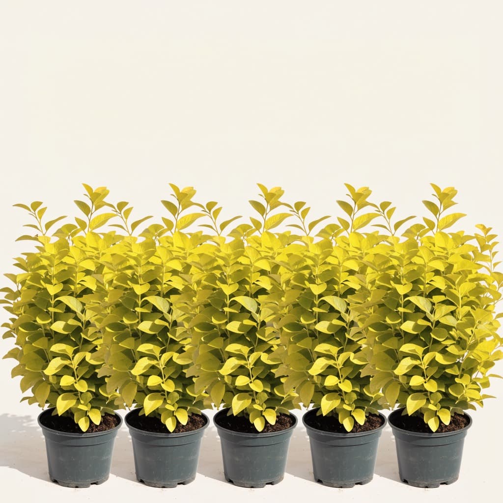 Golden Duranta Hedge — 5 Plants