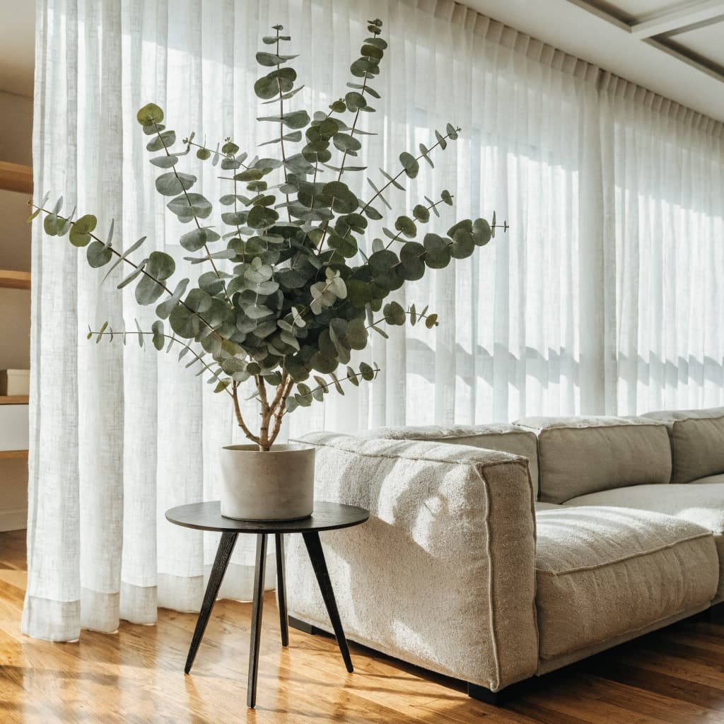 Eucalyptus styled in a warm UAE home