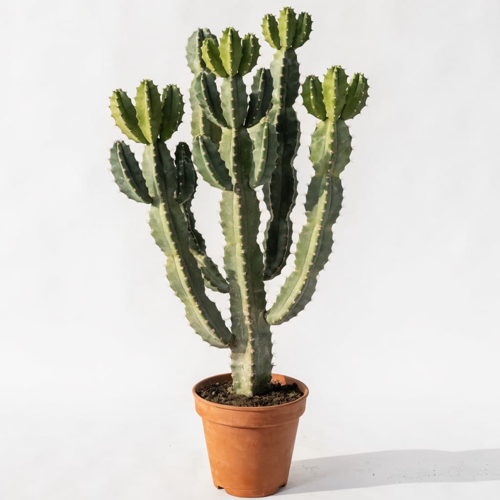 عمود اليوفوربيا الصباري (Euphorbia ingens) في أصيص 26 سم