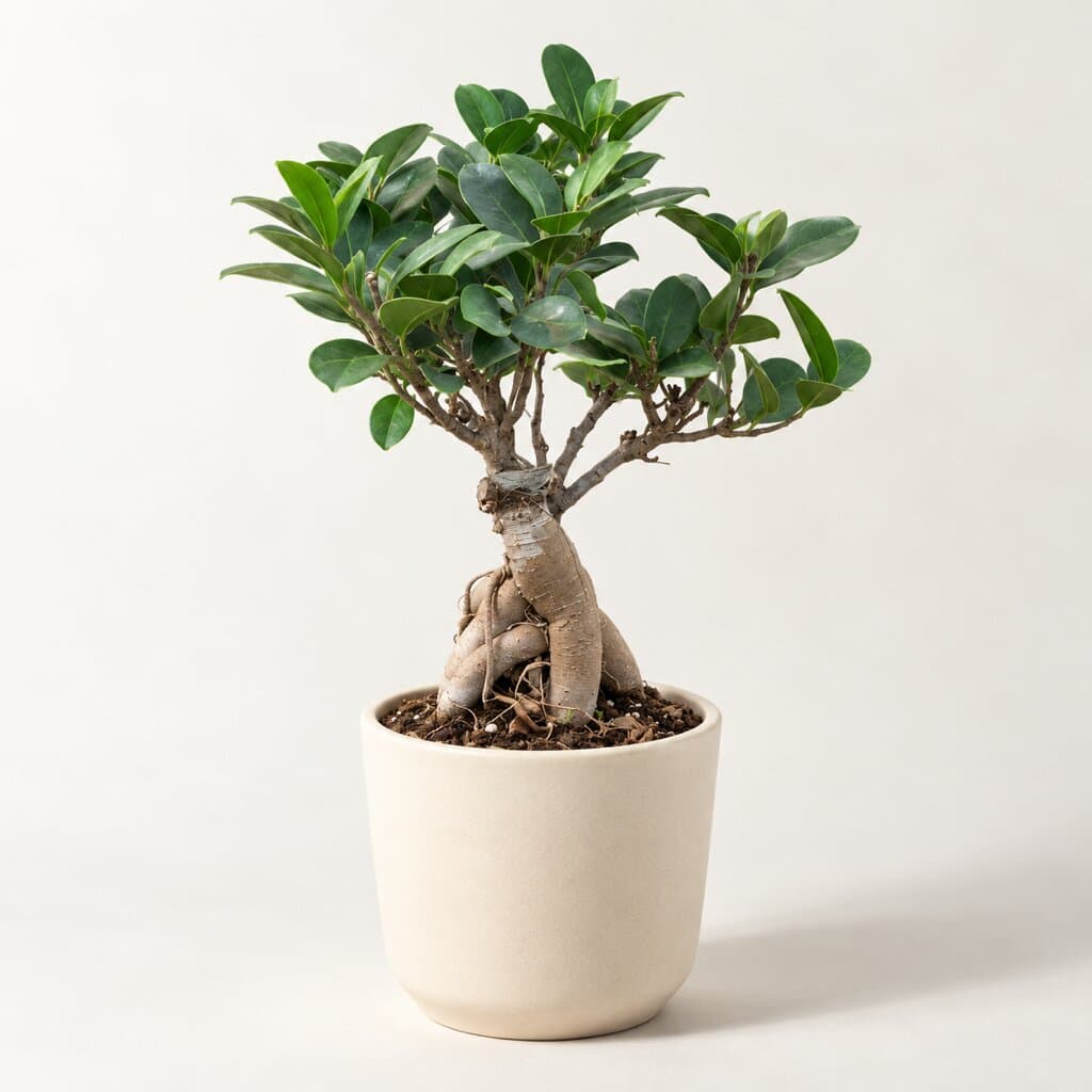Ficus Ginseng Bonsai — Small