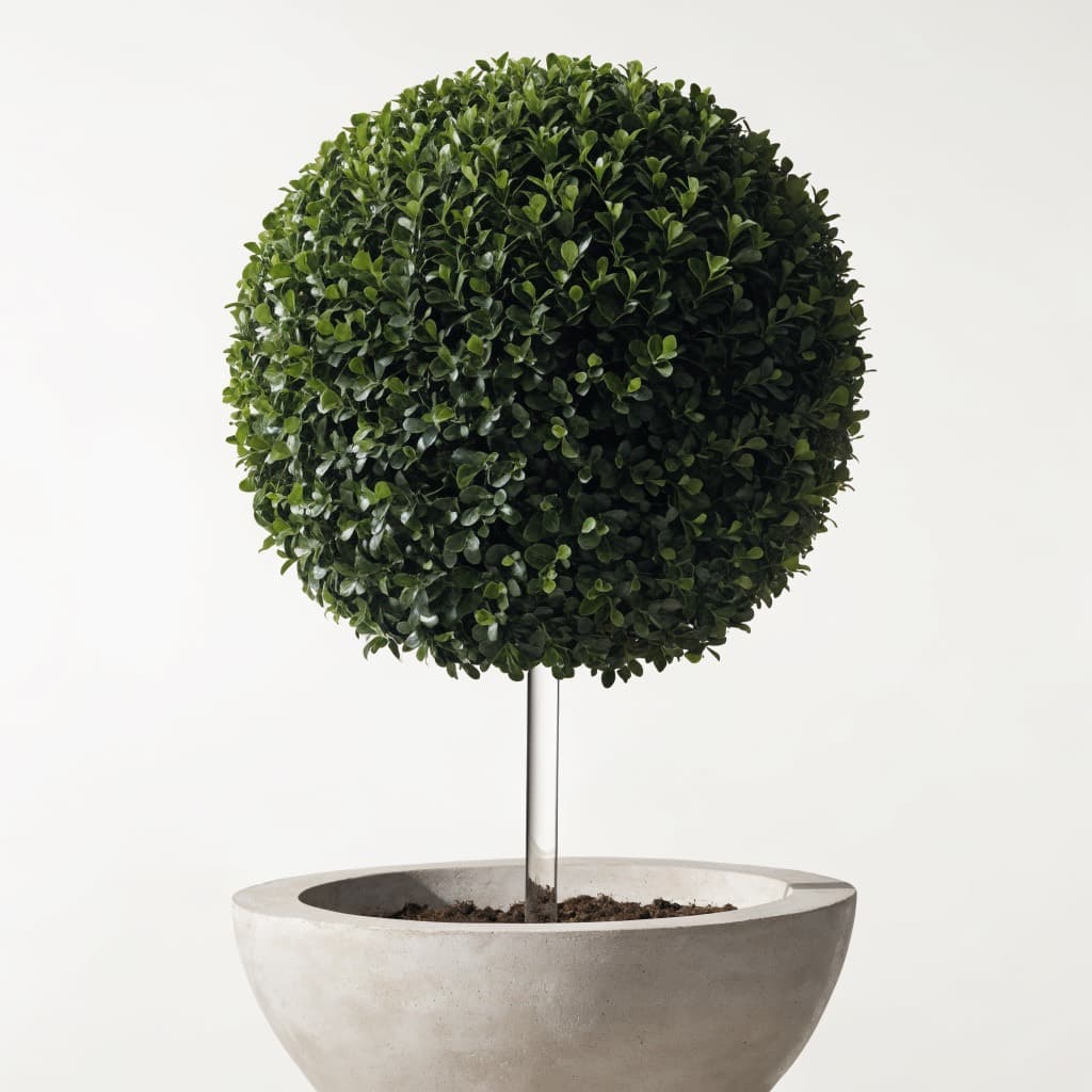 Ficus Nitida Ball — 120cm