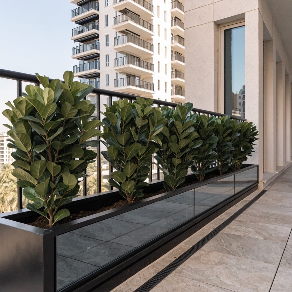 Ficus Nitida Hedge — 5 Plants styled in a warm UAE home