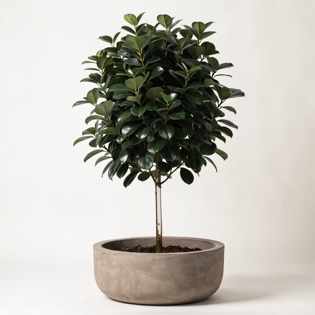 Ficus Panda — Standard 18Ltr
