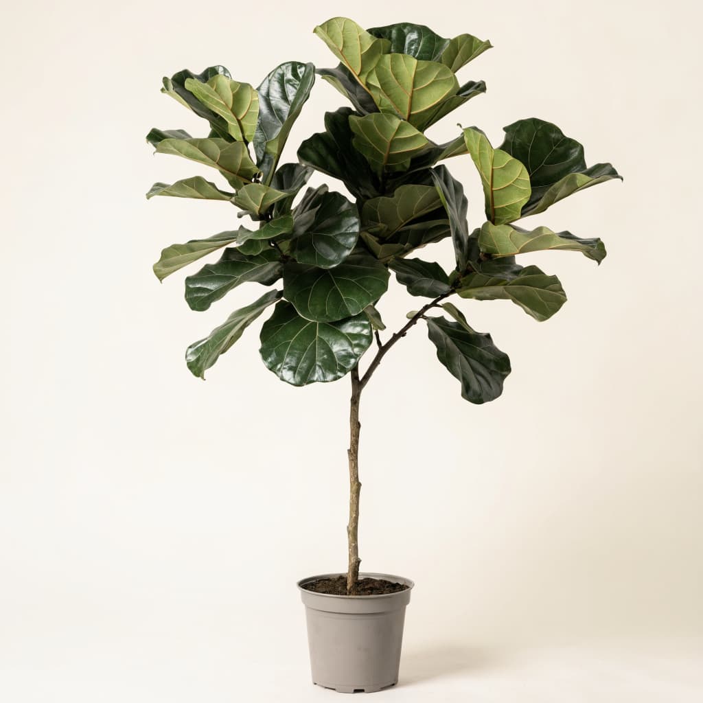 Fiddle Leaf Fig