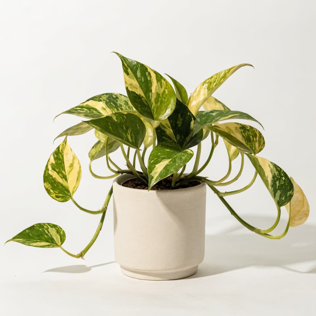 Golden Pothos