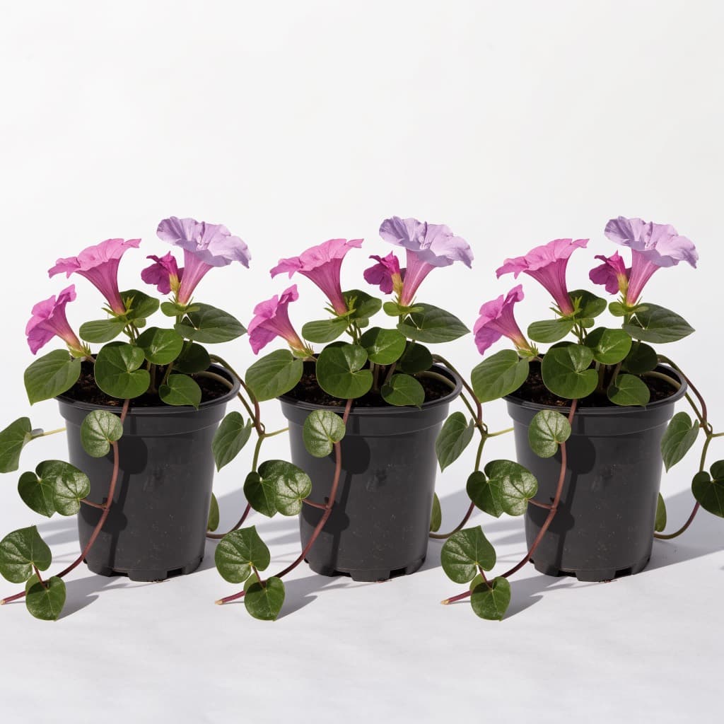 Railroad Vine (Ipomoea) — 3 Plants