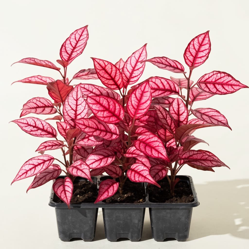 Bloodleaf (Iresine) Tray — 6 Plants