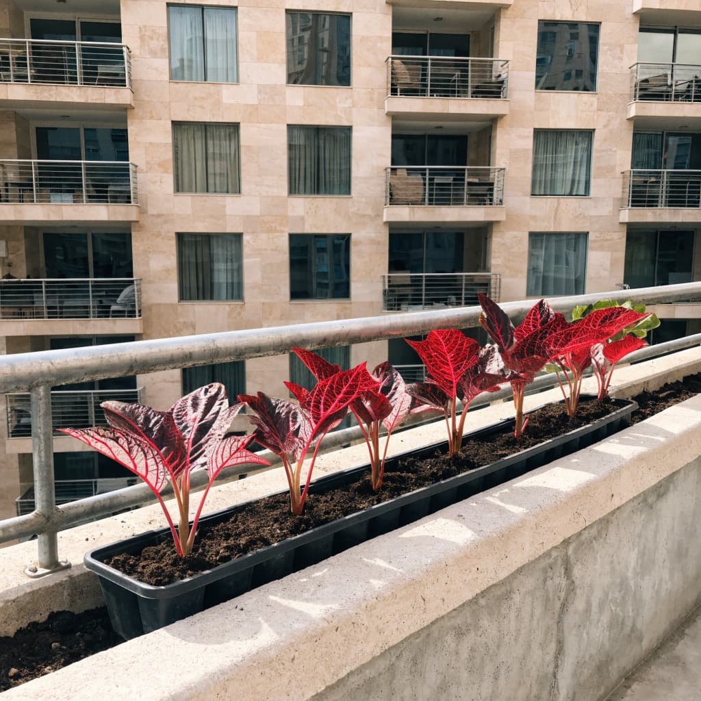 Bloodleaf (Iresine) Tray — 6 Plants styled in a warm UAE home