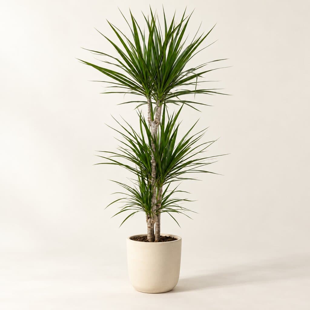 Madagascar Dragon Tree