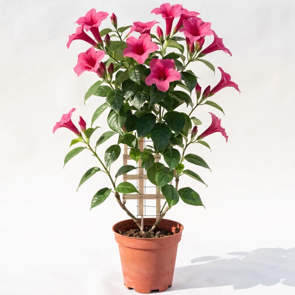 Mandevilla Climber