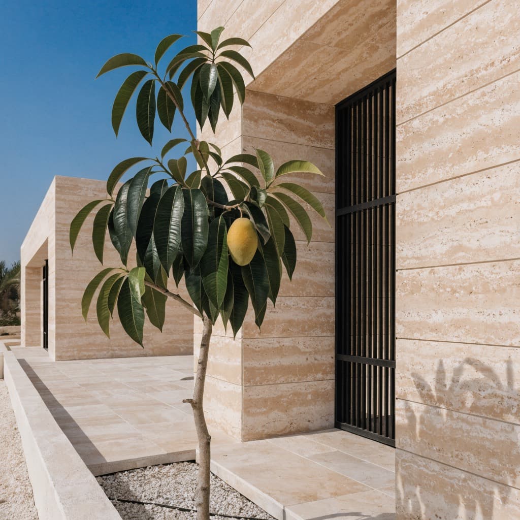 Mango Tree — 120cm styled in a warm UAE home