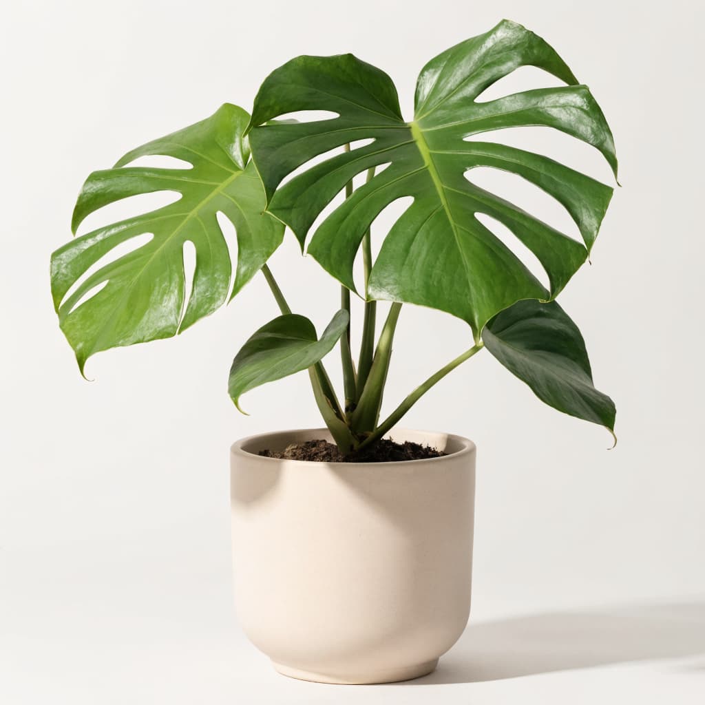 Monstera Deliciosa