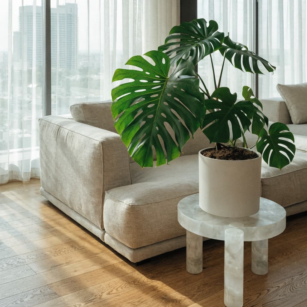 Monstera Deliciosa styled in a warm UAE home