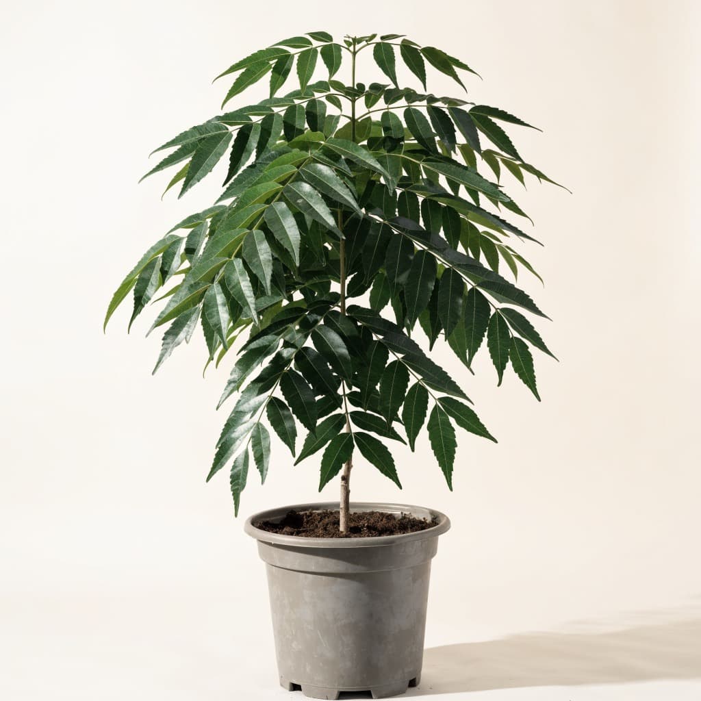 Neem Tree (Azadirachta indica) — 30Ltr