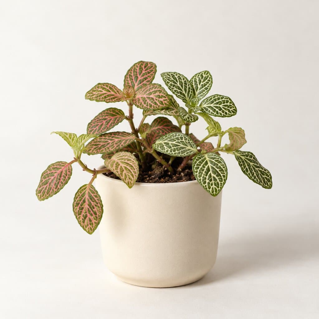 Nerve Plant (Fittonia)