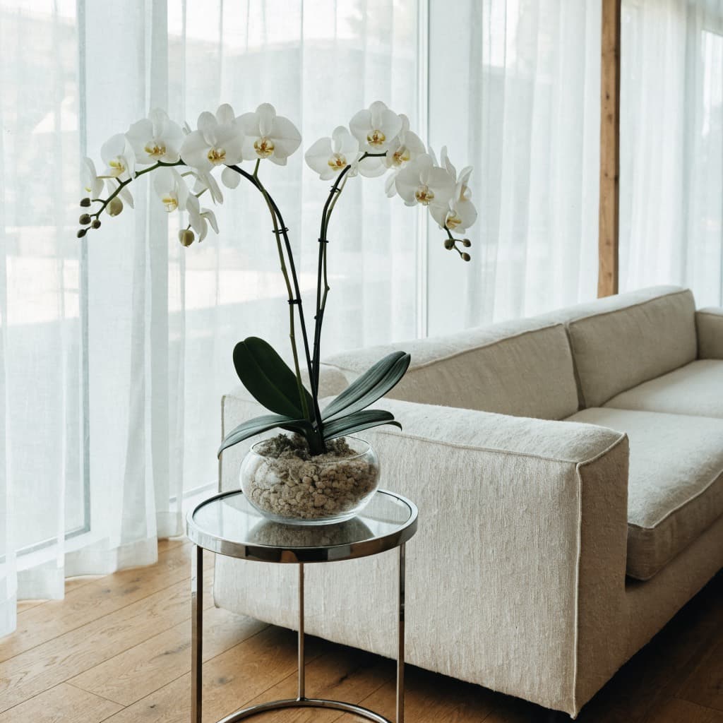 الأوركيد (Phalaenopsis hybrid) — صورة توضيحية للنبتة في ديكور منزلي