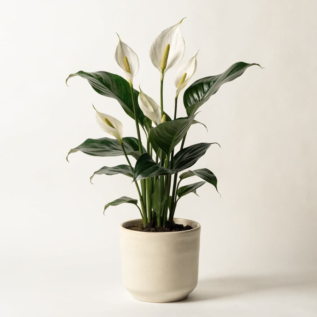 Peace Lily