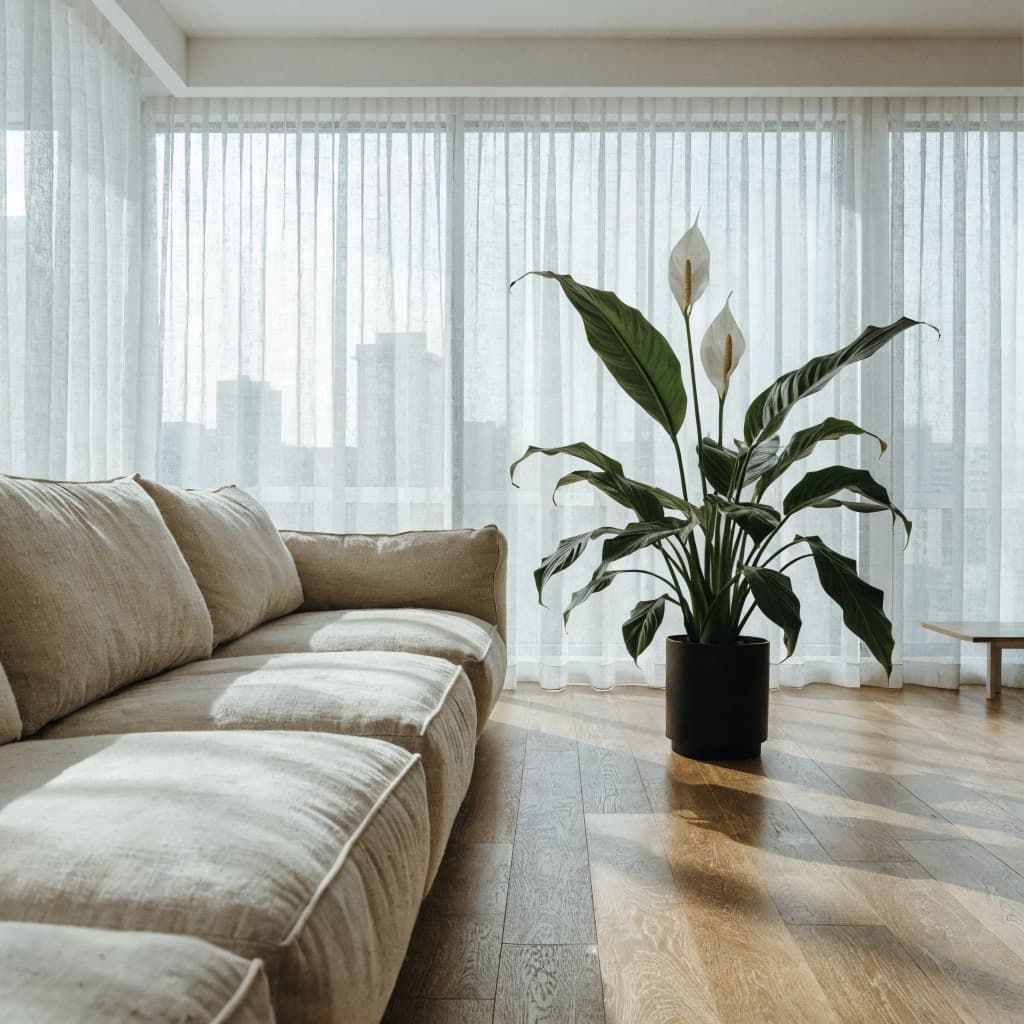 Peace Lily styled in a warm UAE home