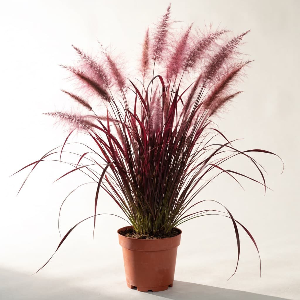 Purple Fountain Grass (Pennisetum Red)