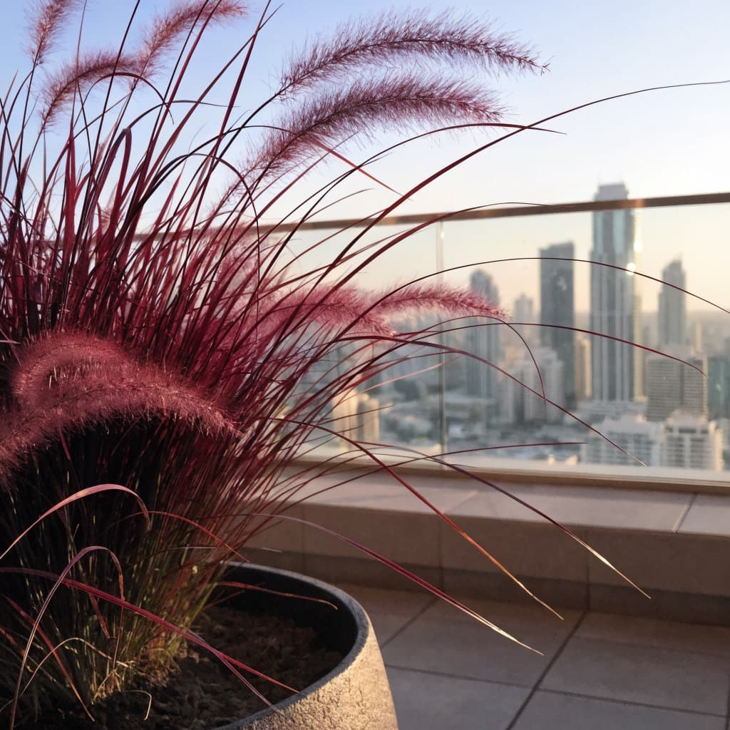 Purple Fountain Grass (Pennisetum Red) styled in a warm UAE home