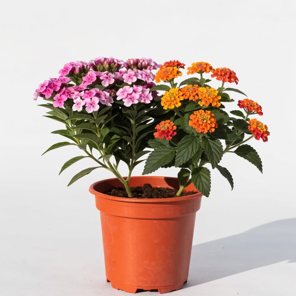Pentas & Lantana Colour Pair