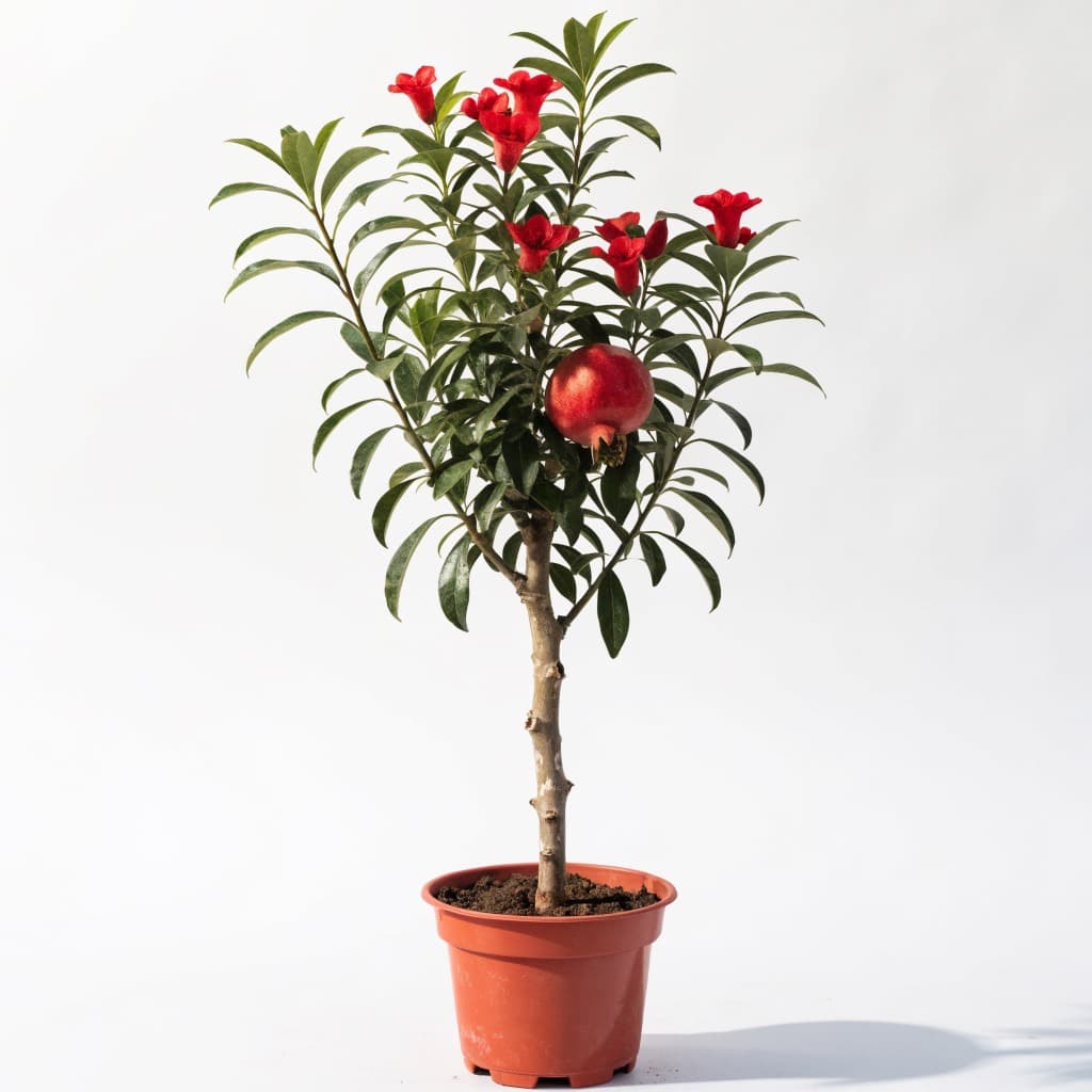 Pomegranate Tree